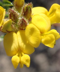 Rhynchosia ferulifolia