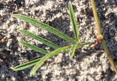 Rhynchosia ferulifolia