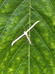 Hellinsia homodactylus