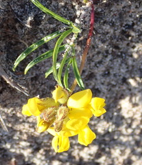 Rhynchosia ferulifolia