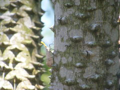 Pyrops watanabei