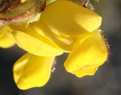 Rhynchosia ferulifolia