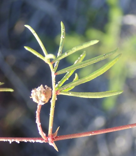 Image of Rhynchosia ferulifolia by (c) Nicola van Berkel, some rights reserved (CC BY-SA)