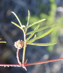 Rhynchosia ferulifolia