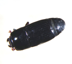 Platysoma filiforme