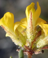 Rhynchosia ferulifolia
