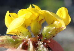 Rhynchosia ferulifolia