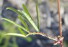 Rhynchosia ferulifolia
