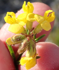 Rhynchosia ferulifolia