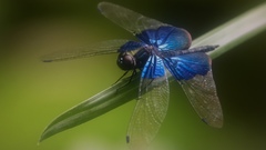 Rhyothemis triangularis