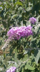 Magnoliopsida