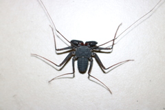 Paraphrynus carolynae