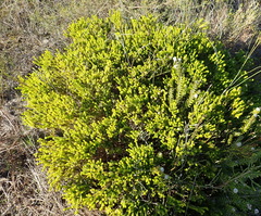 Agathosma scaberula