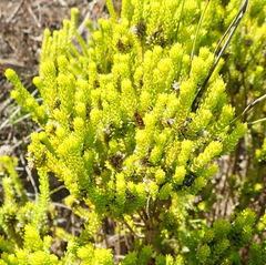 Agathosma scaberula