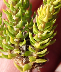 Agathosma scaberula
