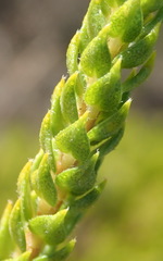 Agathosma scaberula