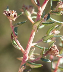 Phylica parviflora
