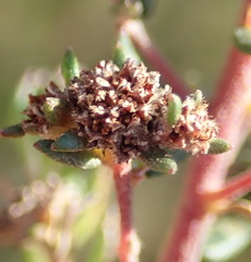 Phylica parviflora