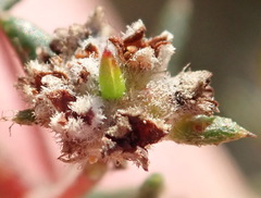 Phylica parviflora