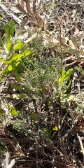 Phylica parviflora