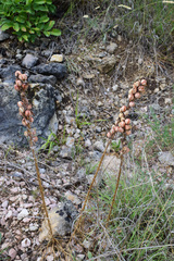 Asphodeline