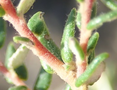 Phylica parviflora