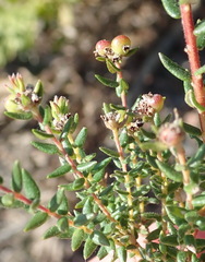 Phylica parviflora