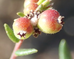 Phylica parviflora