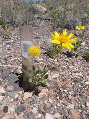 Gaillardia spathulata