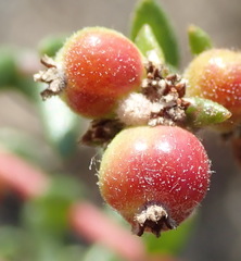 Phylica parviflora