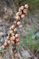 Asphodeline