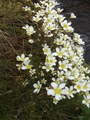 Saxifraga