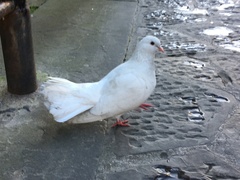 Columba livia domestica