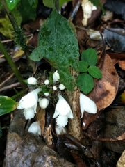 Gomphostemma chinense