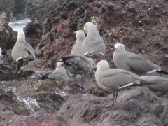 Leucophaeus modestus