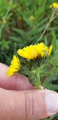 Picris hieracioides