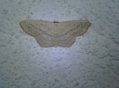 Scopula nigropunctata