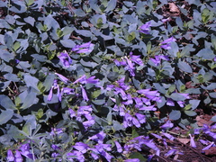 Penstemon fruticosus