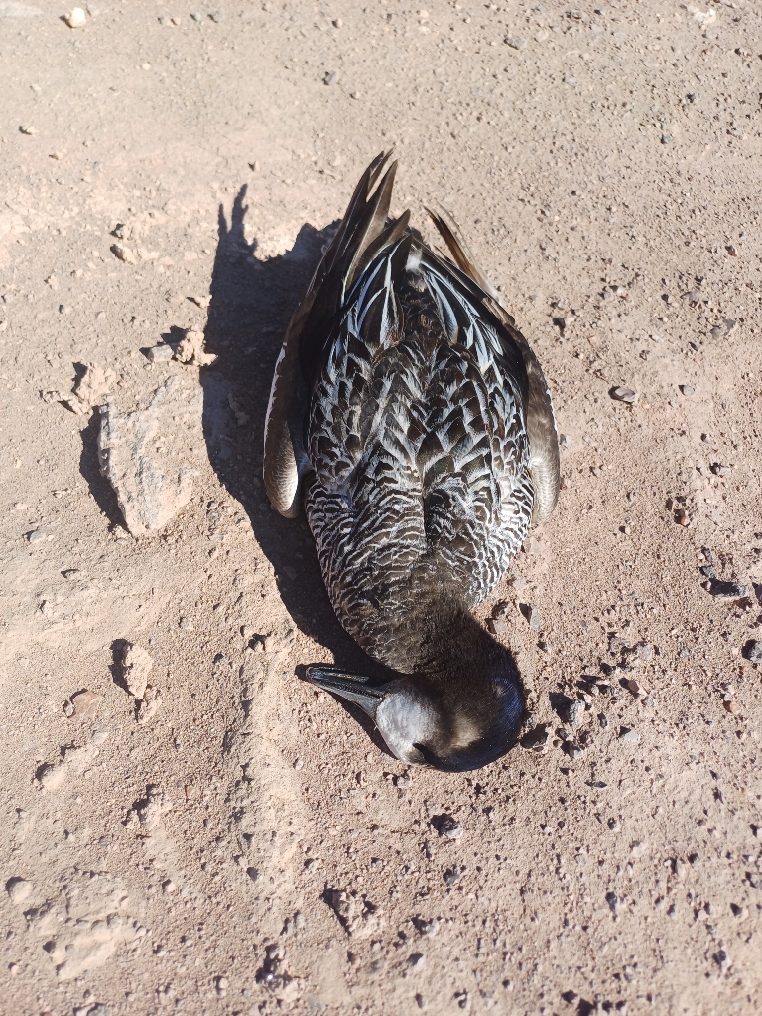 Chiloe Wigeon (Mareca sibilatrix)