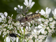 Pempsamacra dispersa