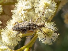 Pempsamacra dispersa