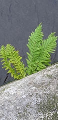 Dryopteris filix-mas