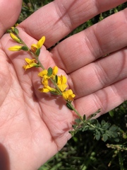 Genista anglica