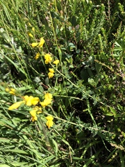 Genista anglica