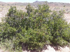 Rhus aromatica aromatica