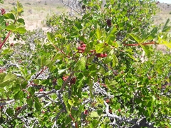 Rhus aromatica aromatica