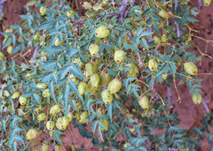 Berberis fremontii