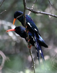 Phoeniculus purpureus angolensis