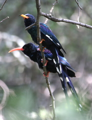 Phoeniculus purpureus angolensis