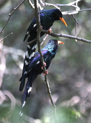 Phoeniculus purpureus angolensis